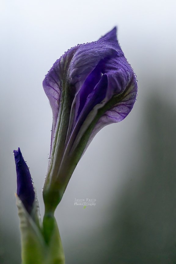 El Paso County Wildflower Project - Western Blue Flag Iris