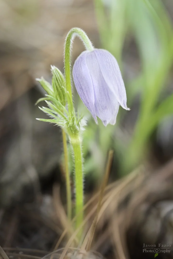Prairie Pasqueflower