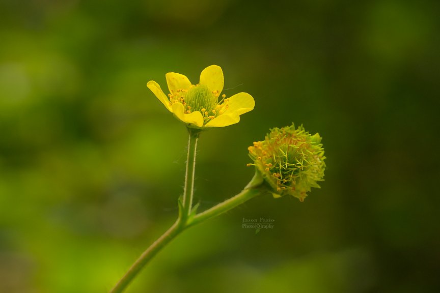 El Paso County Wildflower Project - Yellow Aven - Jason Fazio