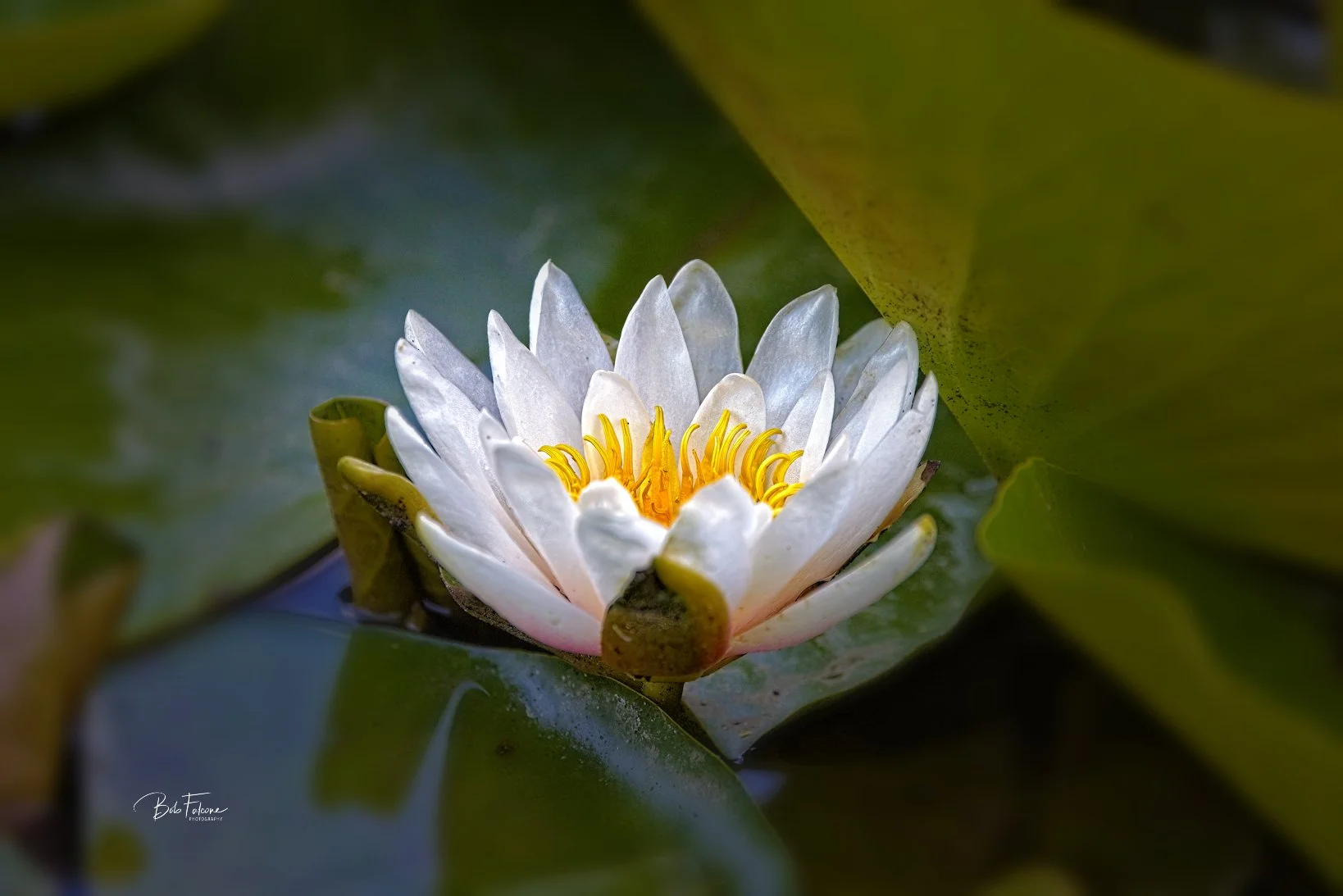 El Paso County Wildflower Project - American White Waterlily