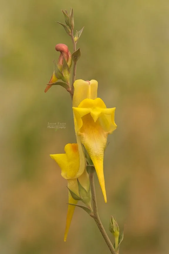El Paso County Wildflower Project - Balkan Toadflax - Jason Fazio