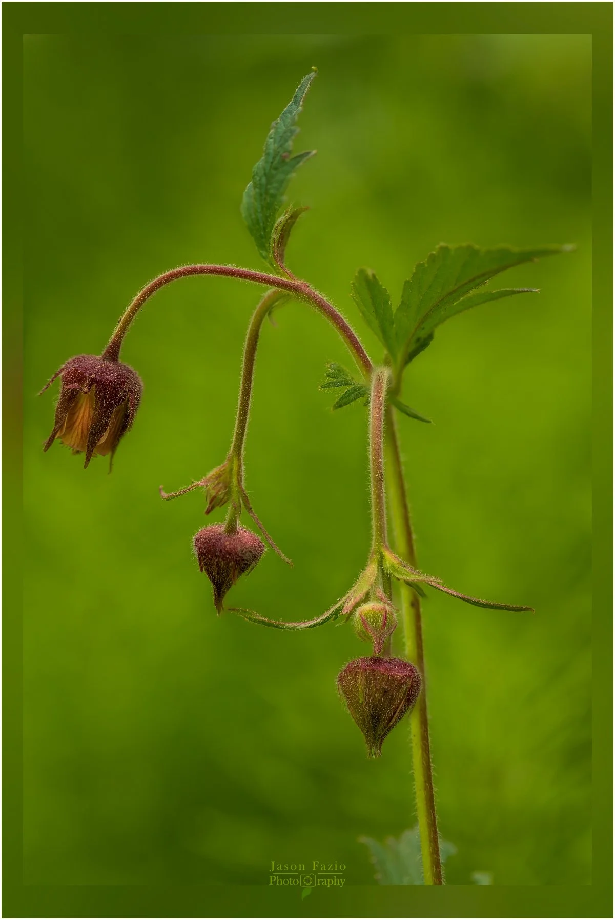 El Paso County Wildflower Project - Water Avens