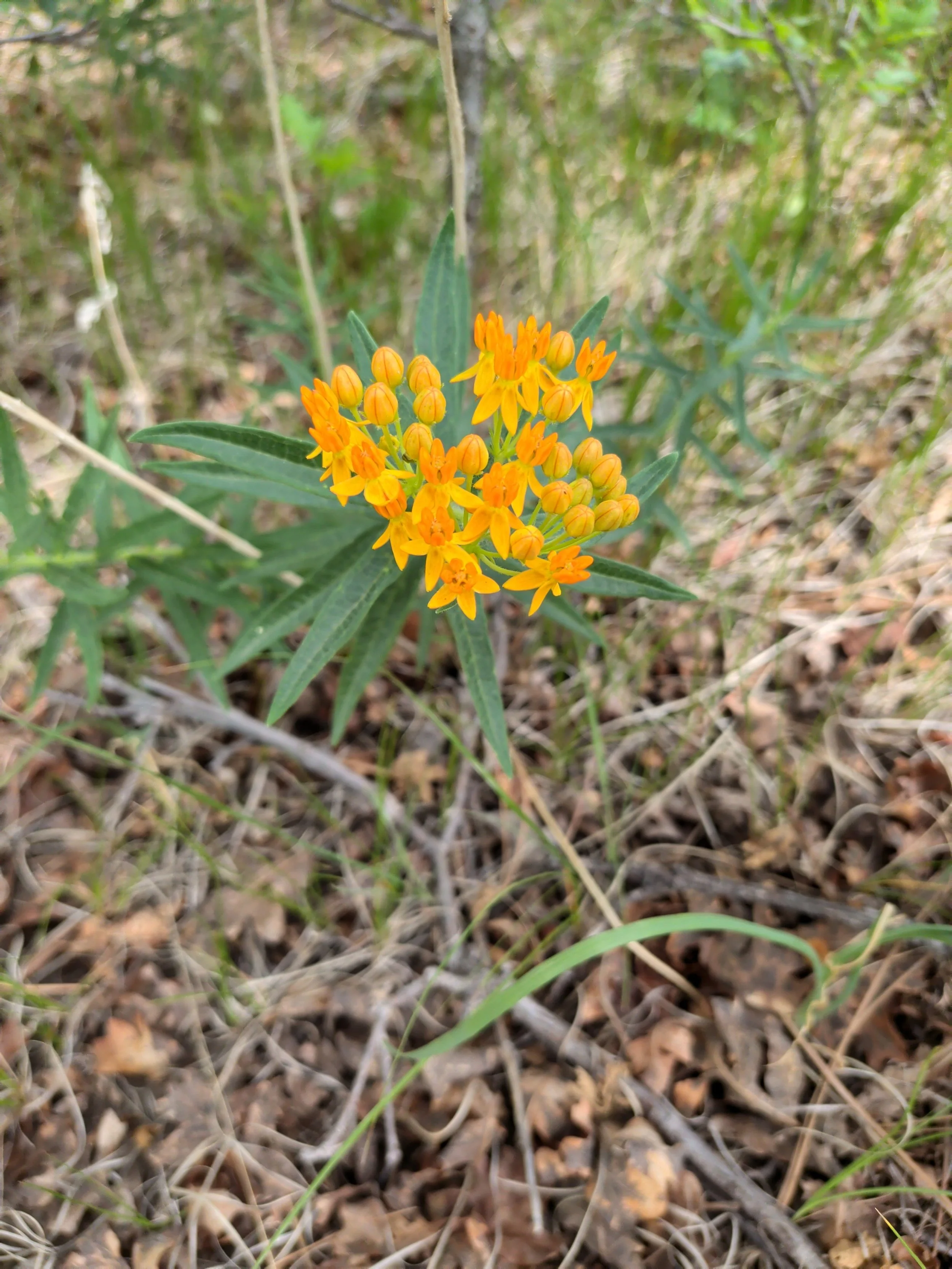 El Paso County Wildflower Project - Butterfly Milkweed