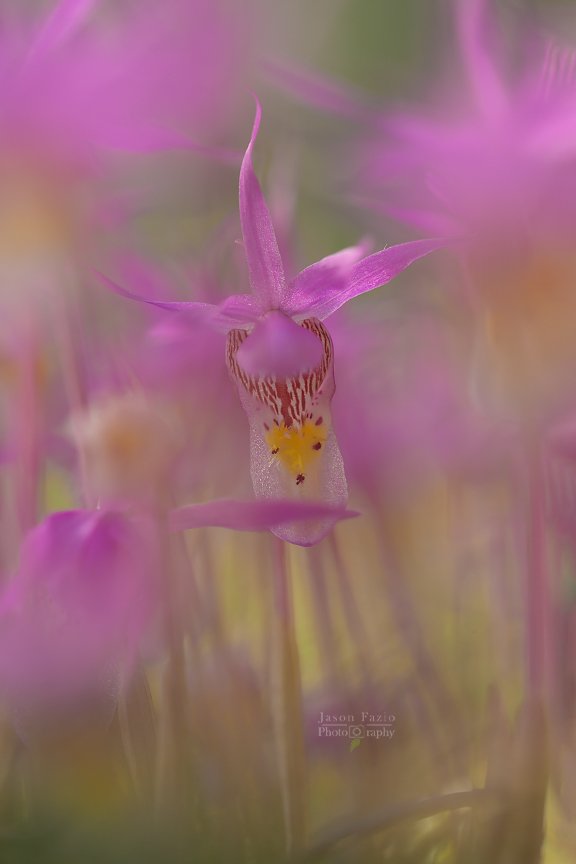 El Paso County Wildflower Project - Fairy Slipper Orchid