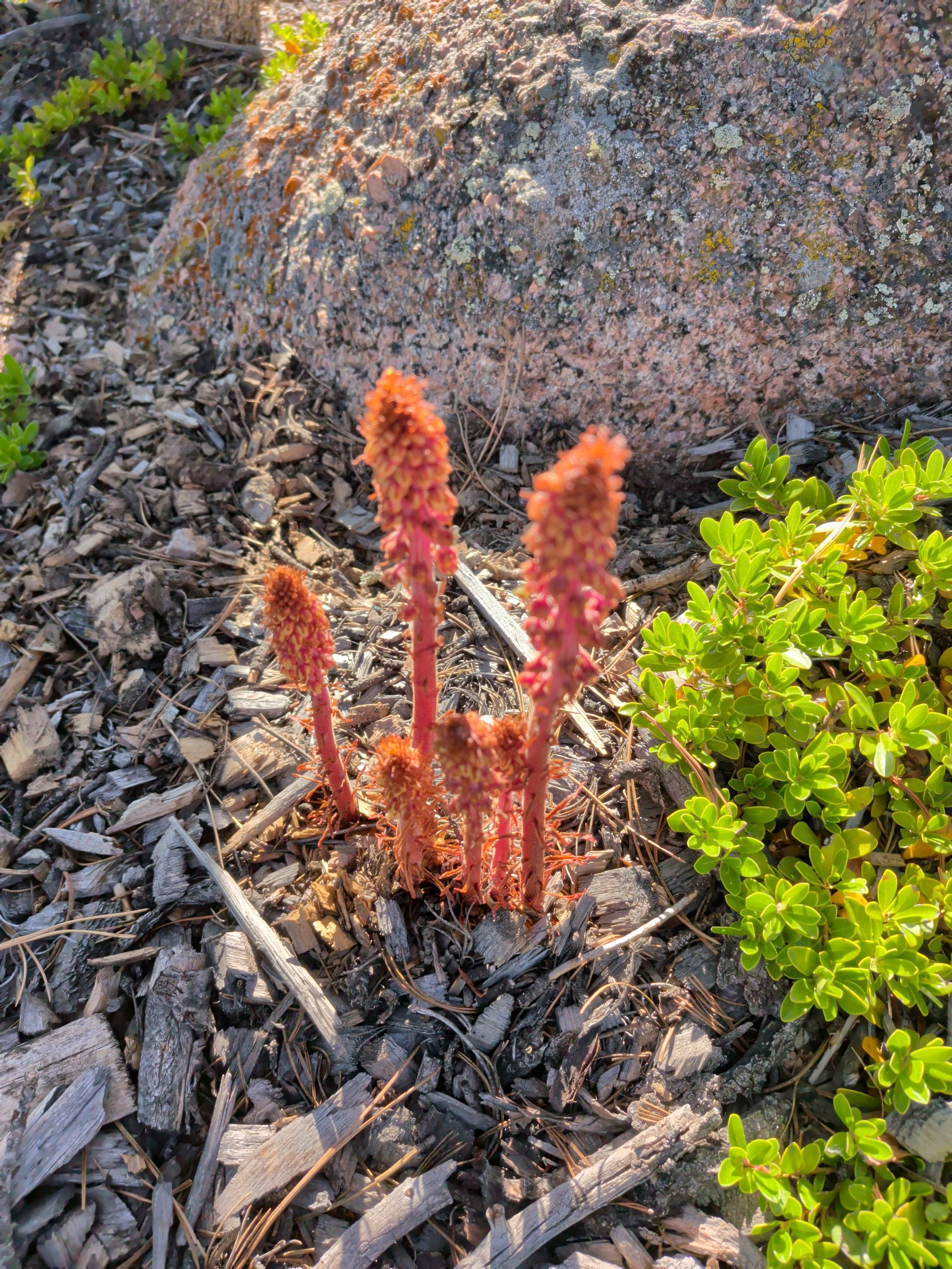 El Paso County Wildflower Project - Woodland Pinedrops