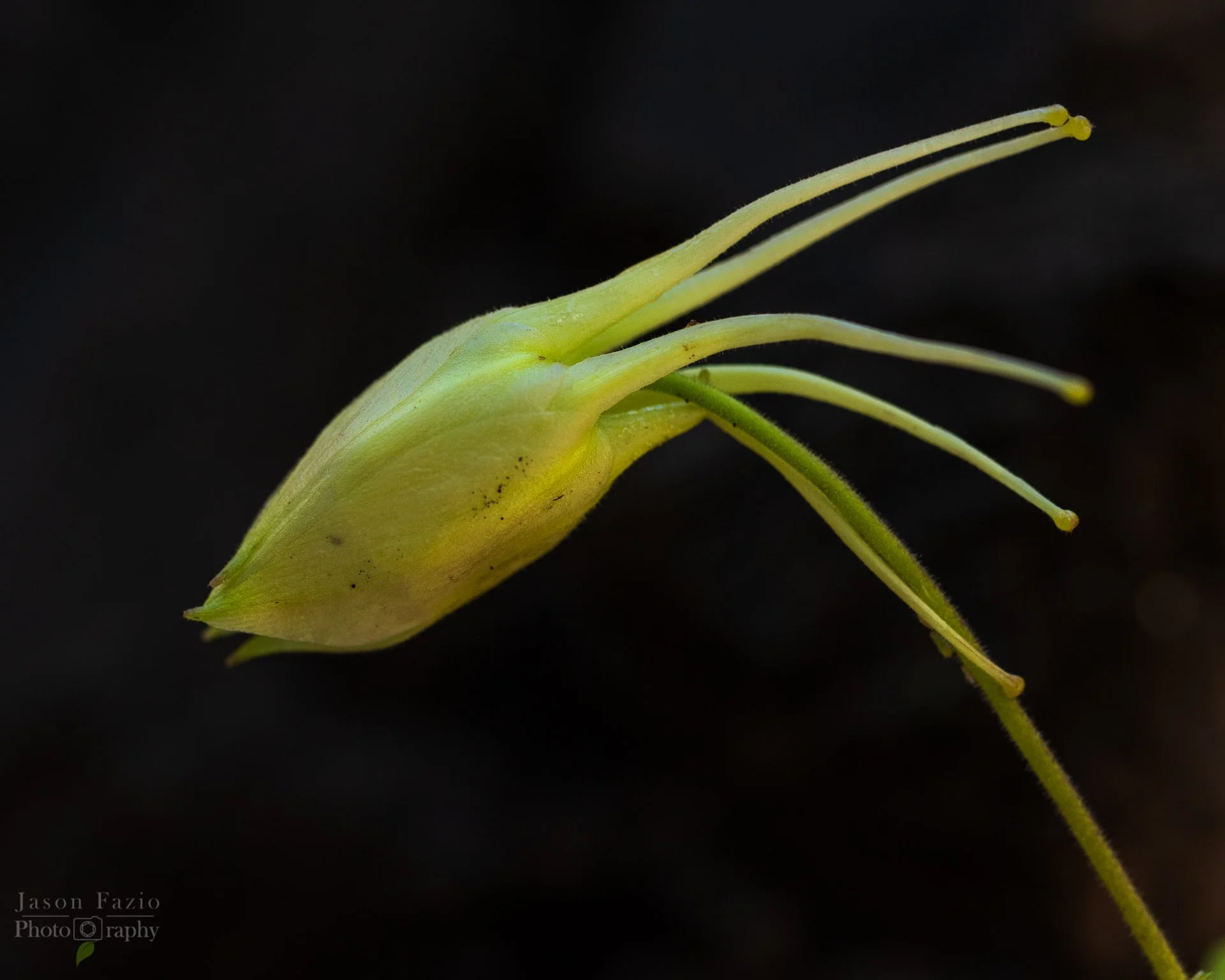 El Paso County Wildflower Project - Yellow Columbine
