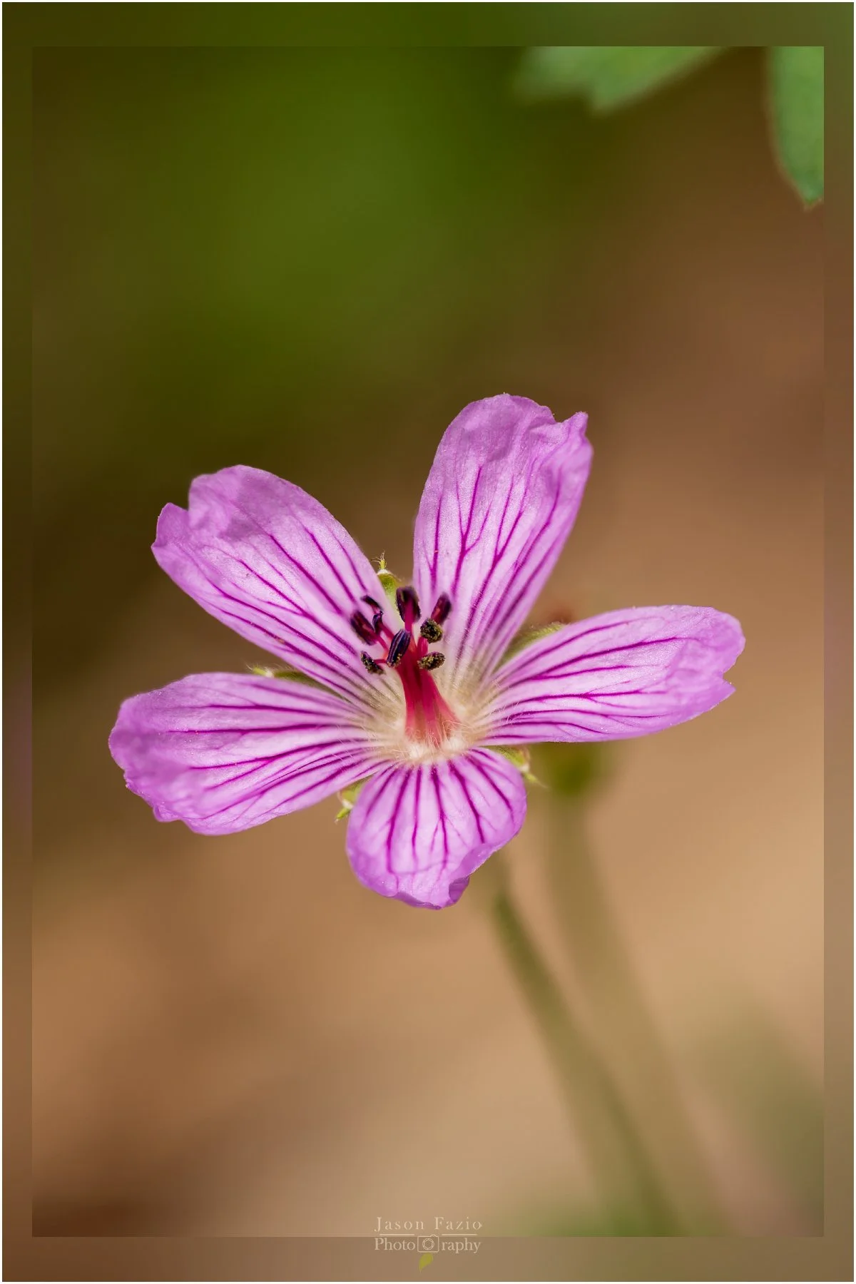 Geranium, Sticky