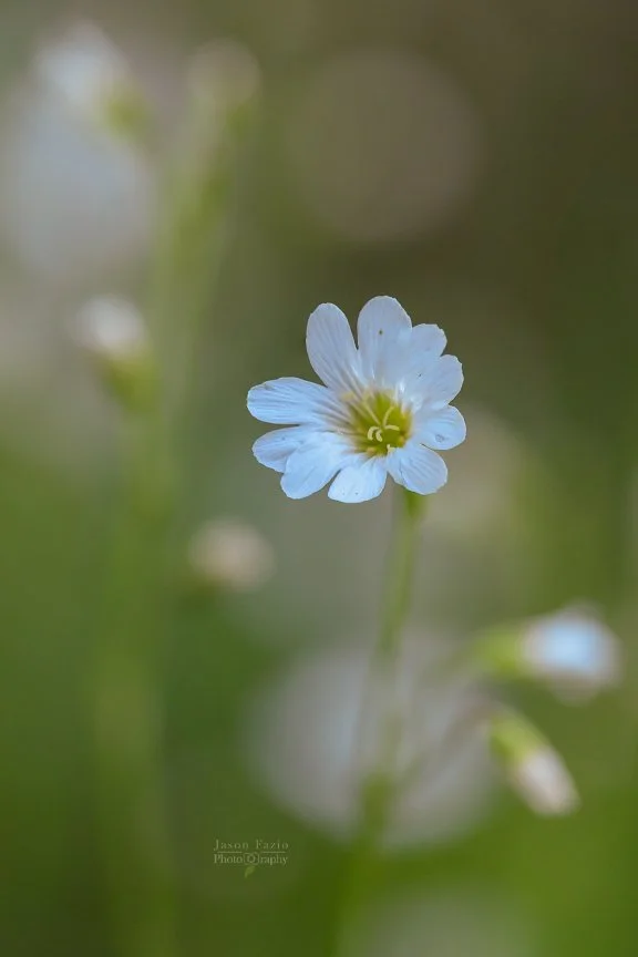 El Paso County Wildflower Project - Field Chickweed