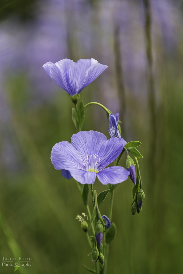 Blue (Lewis) Flax