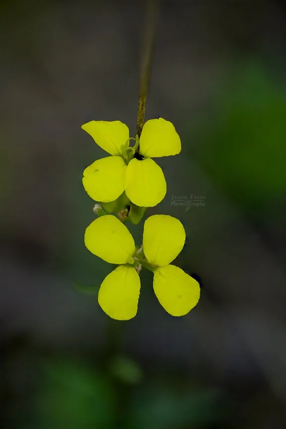 El Paso County Wildflower Project - Western Wallflower - Jason Fazio