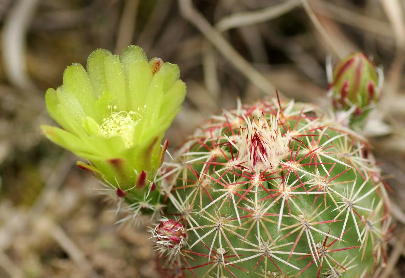 El Paso County Wildflower Project - Nylon Hedgehog Cactus