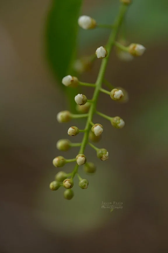El Paso County Wildflower Project - Chokecherry