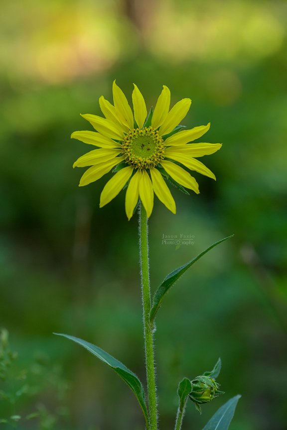 El Paso County Wildflower Project - Nodding Dwarf Sunflower - Jason Fazio