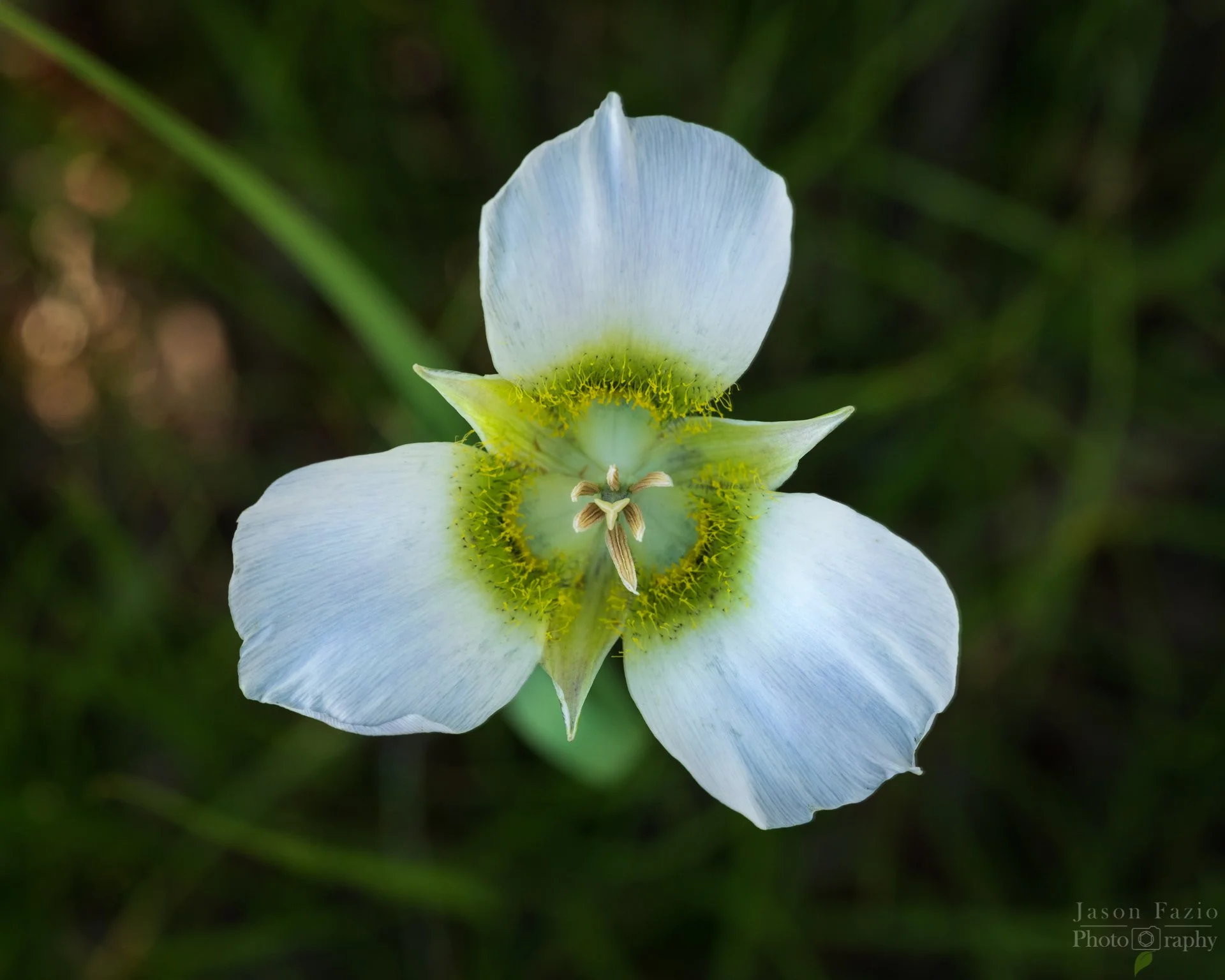 El Paso County Wildflower Project - Gunnison's Mariposa Lily