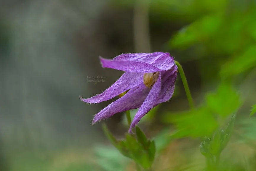 El Paso County Wildflower Project - Blue Clematis