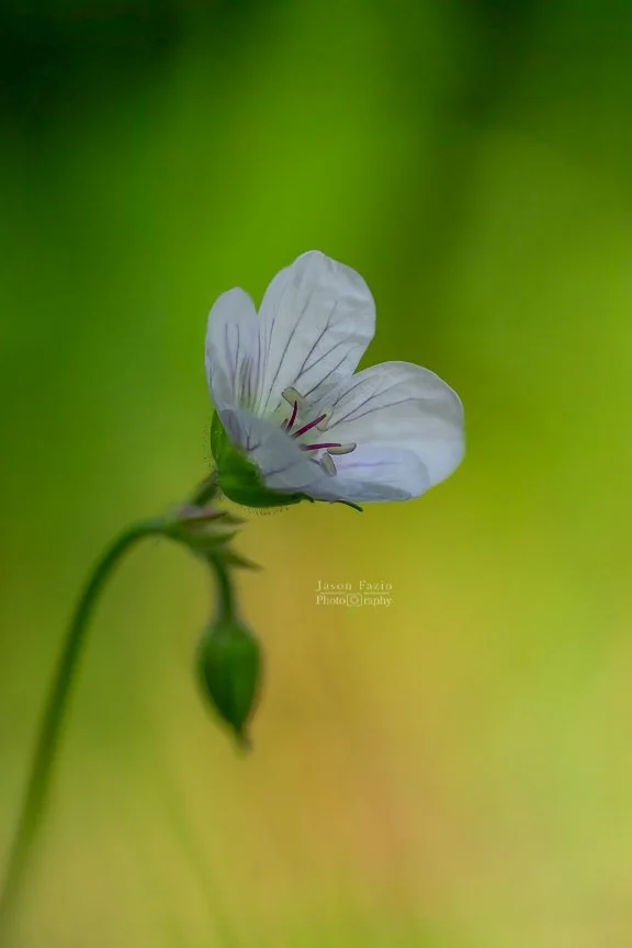 El Paso County Wildflower Project - Richardson's Geranium