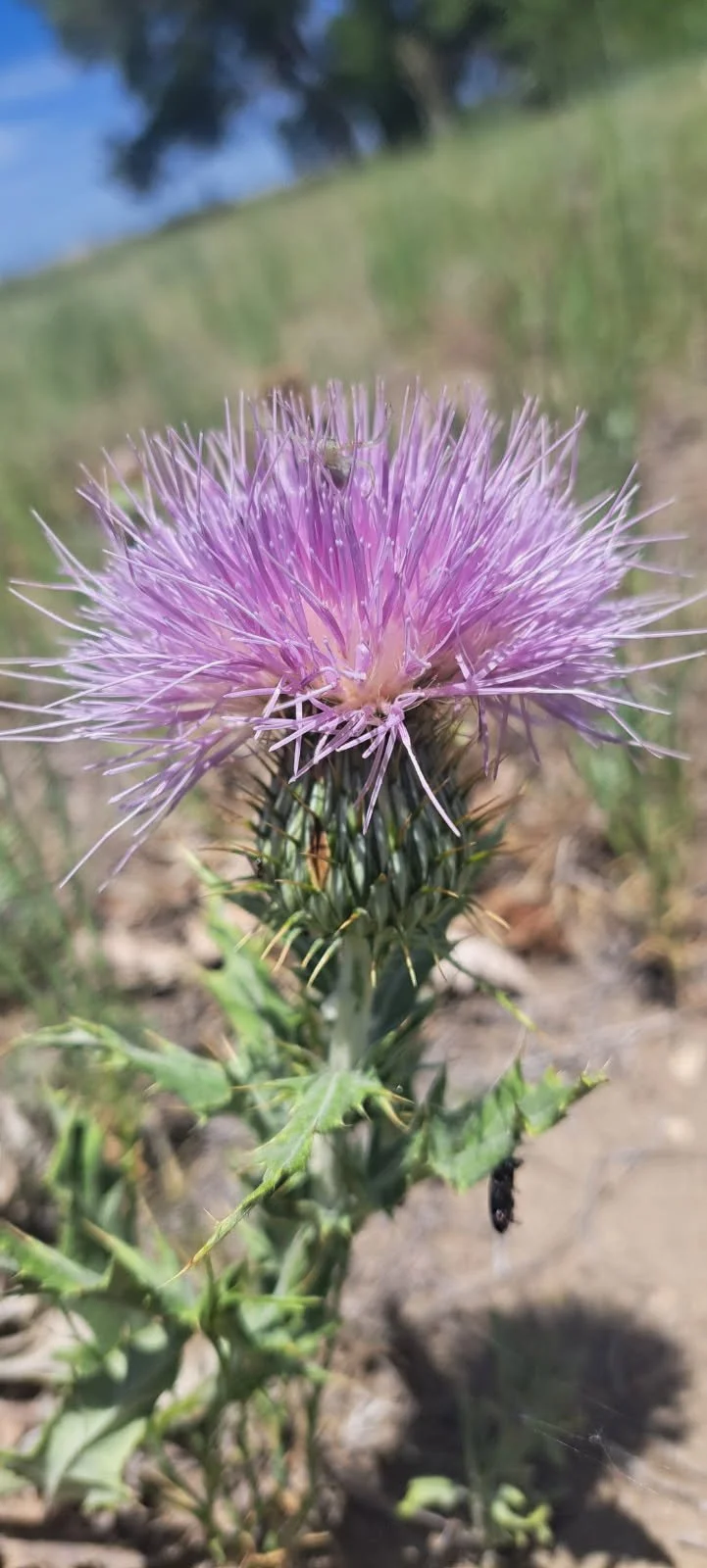 El Paso County Wildflower Project - Scottish thistle
