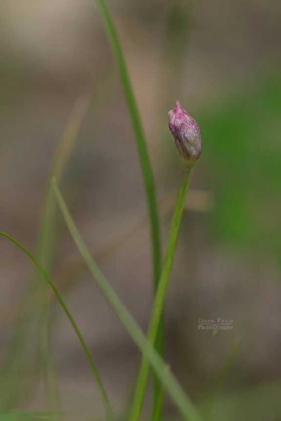 El Paso County Wildflower Project - Geyer's Onion