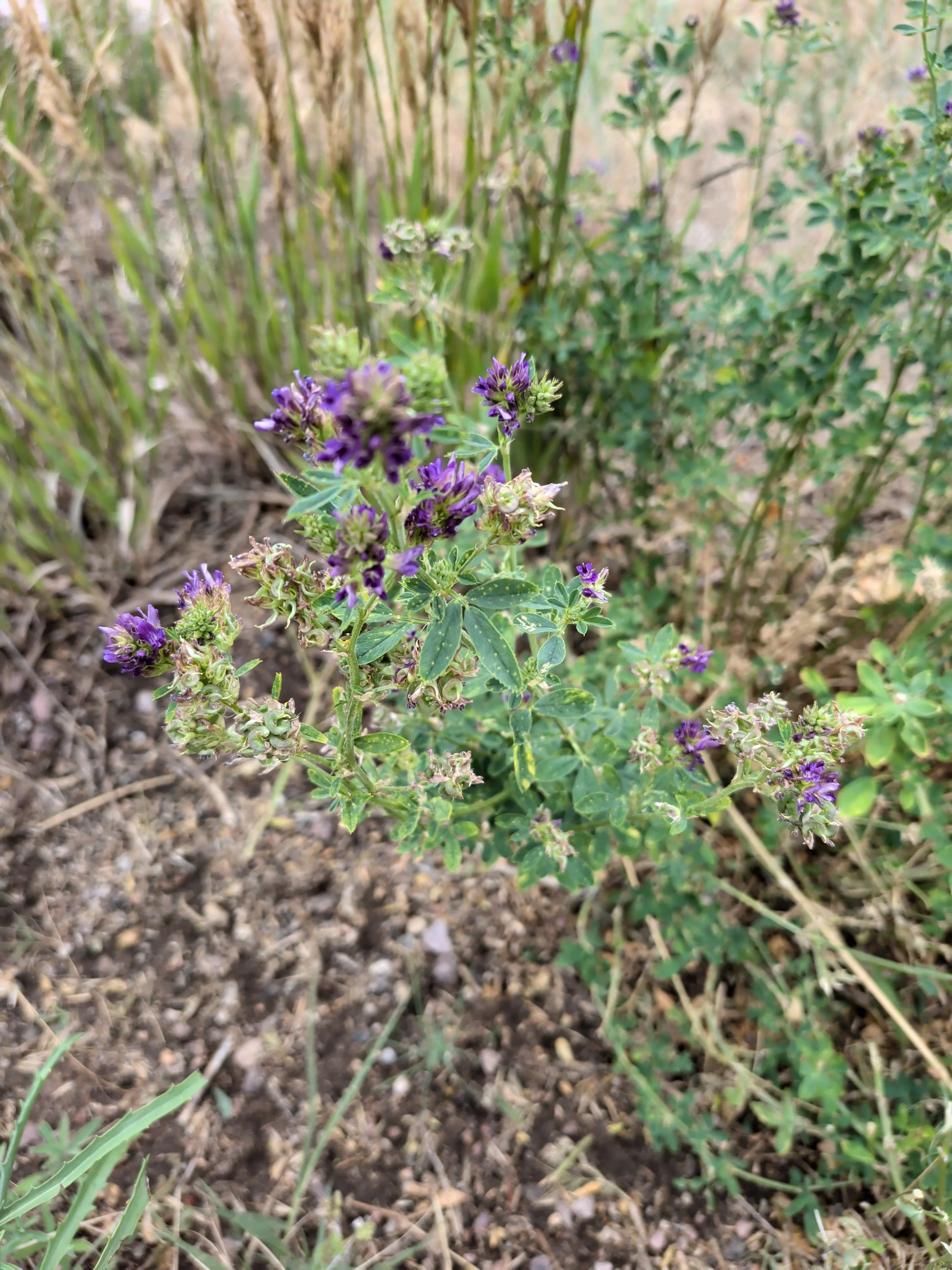 El Paso County Wildflower Project - Alfalfa