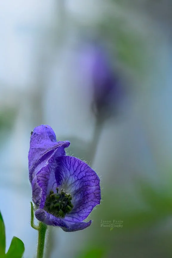 El Paso County Wildflower Project - Columbian Monkshood - Jason Fazio