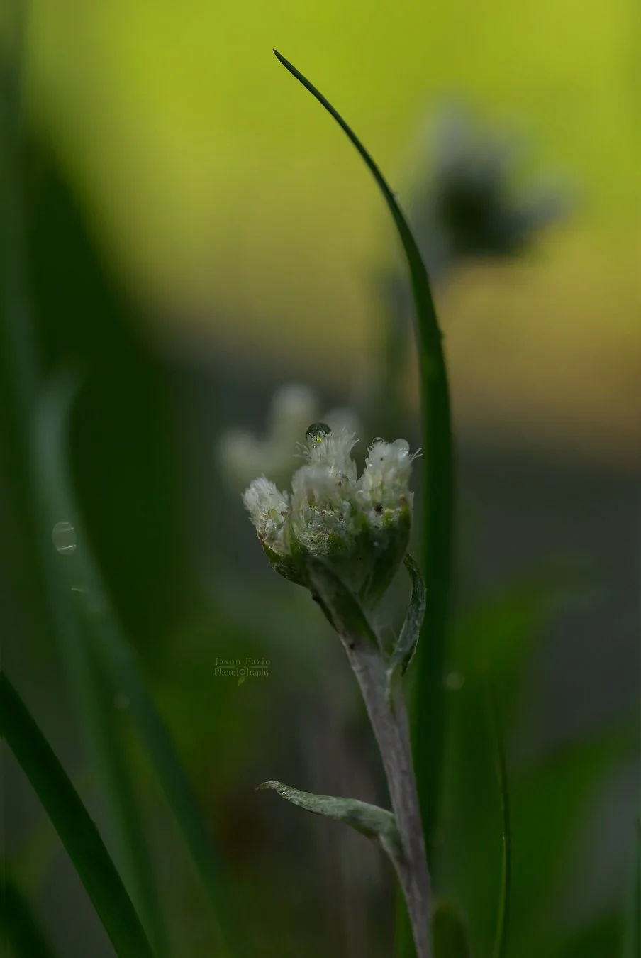 El Paso County Wildflower Project - Small-leaf Pussytoes