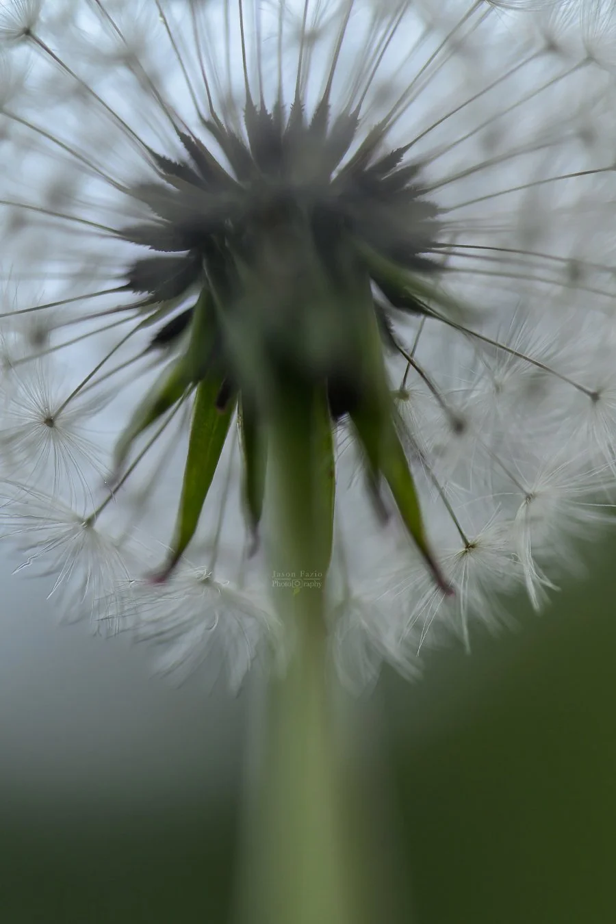 El Paso County Wildflower Project Dandelion