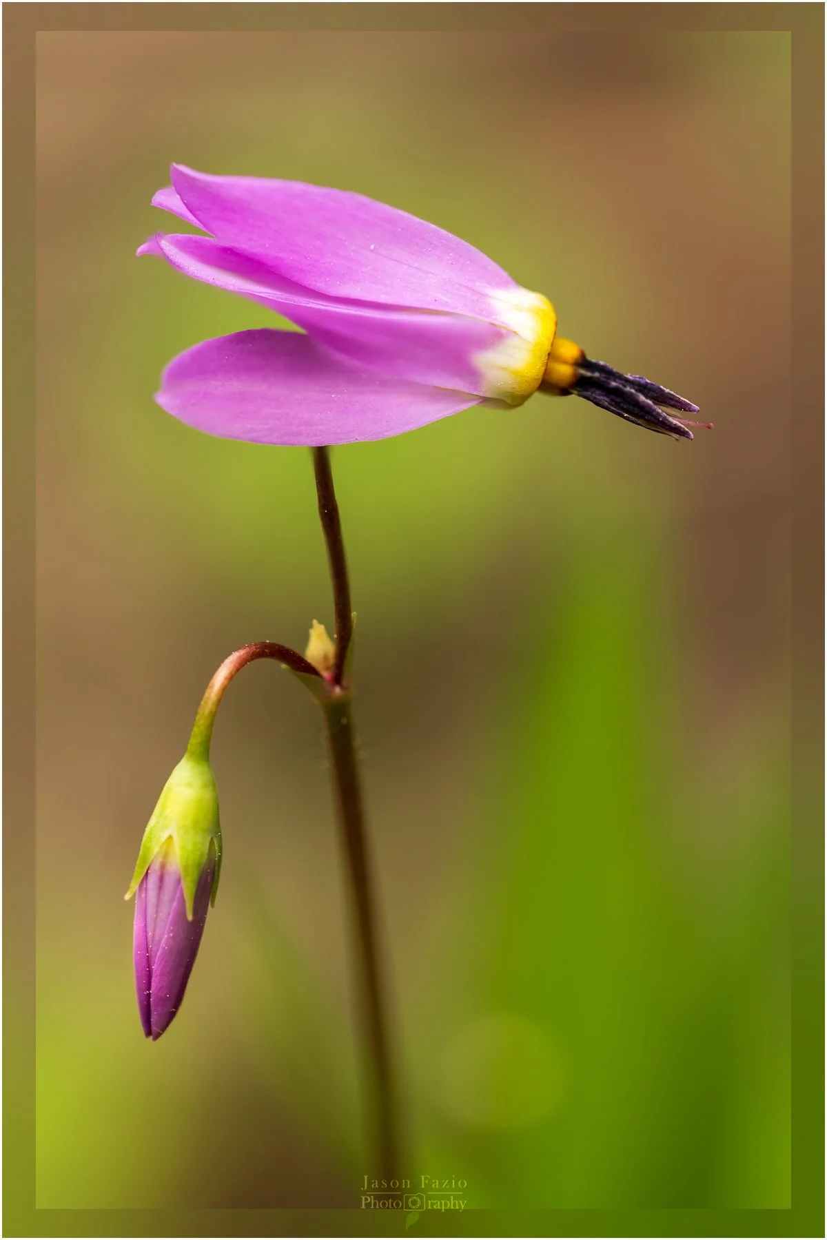 El Paso County Wildflower Project - Dark-throated Shooting Star