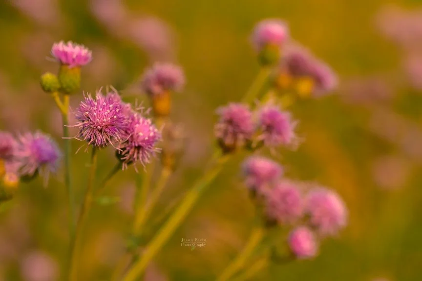 El Paso County Wildflower Project - Creeping Thistle - Jason Fazio