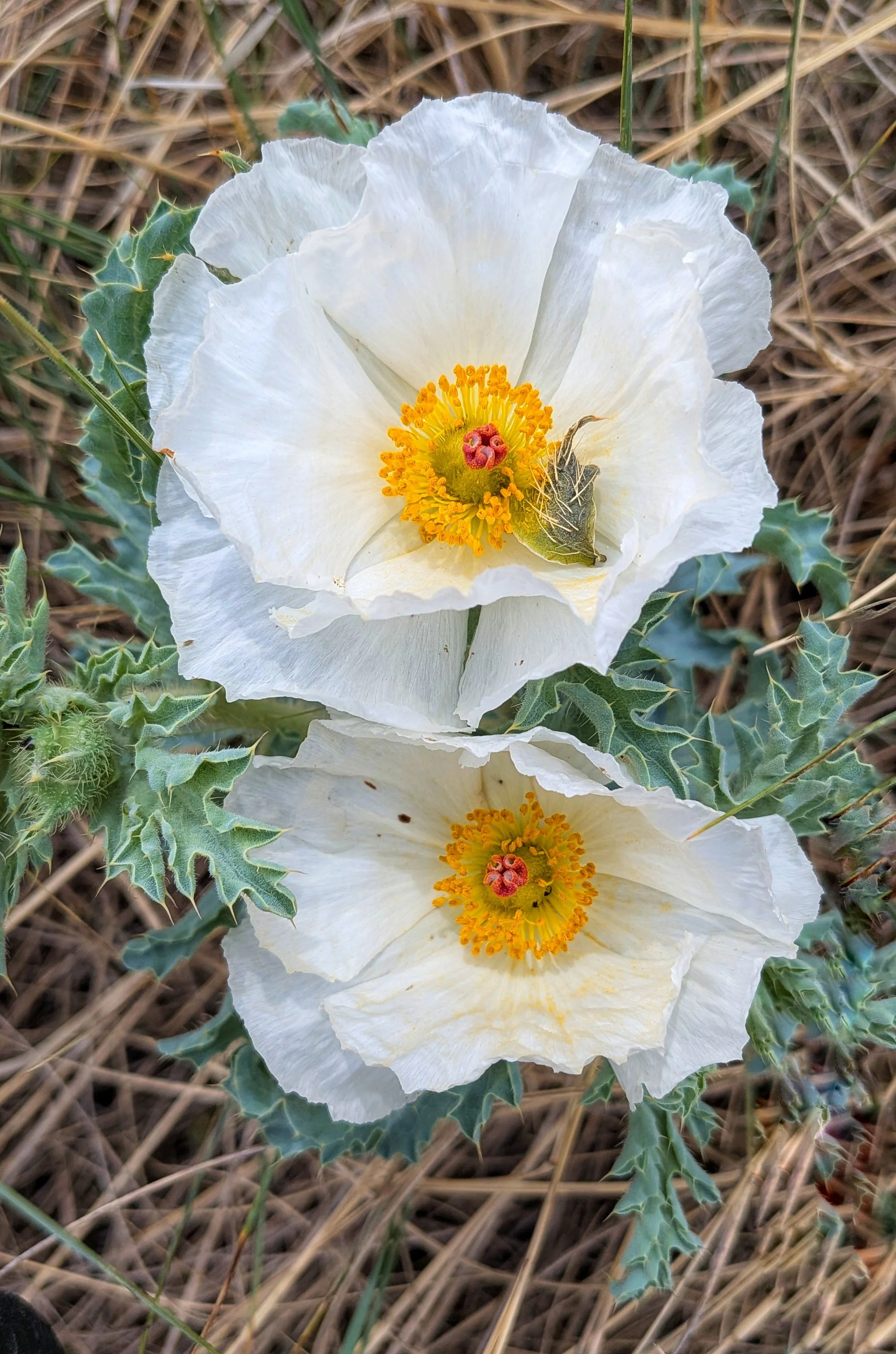 El Paso County Wildflower Project - Prickly Poppy