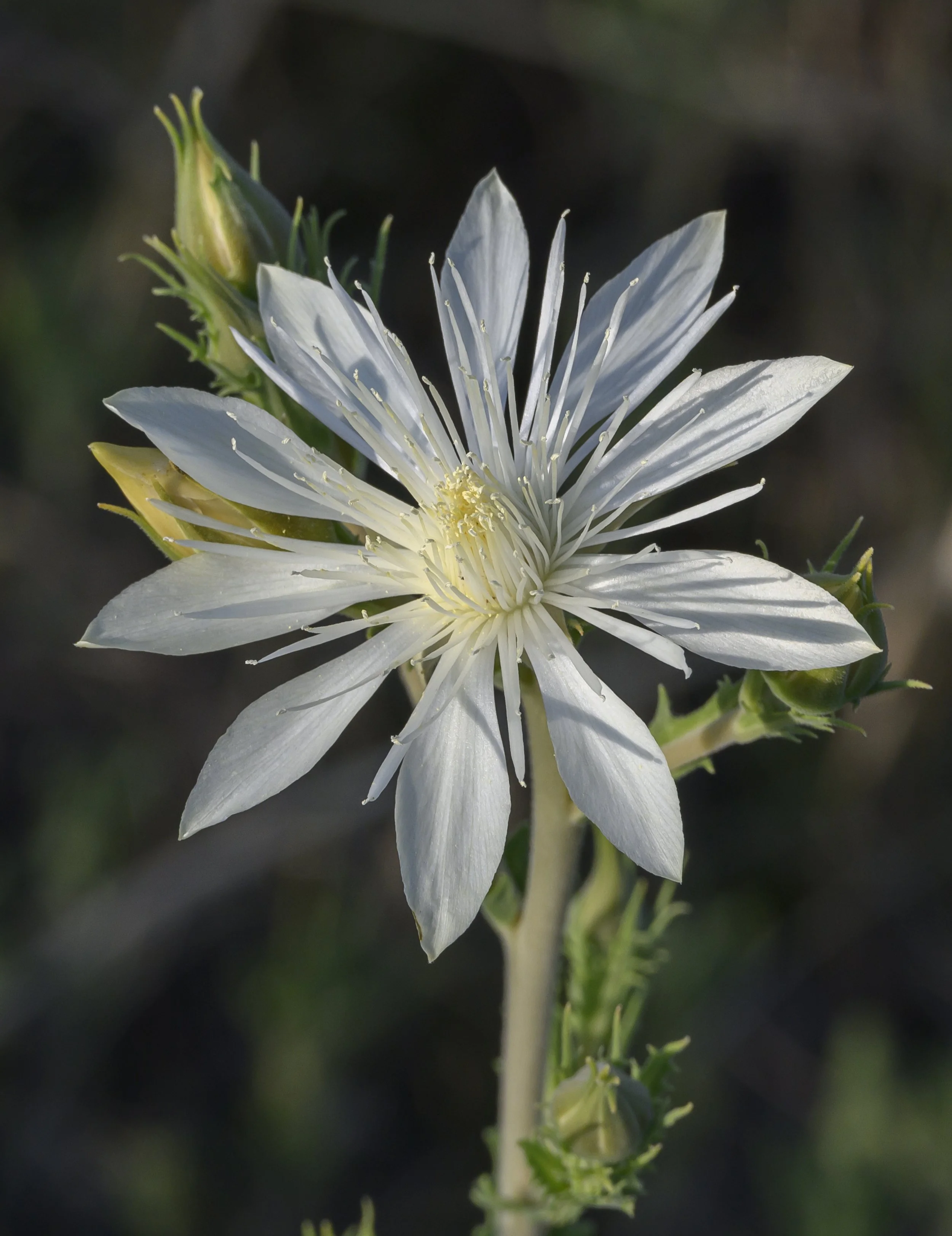 El Paso County Wildflower Project - Bractless Blazing Star - David Bowers