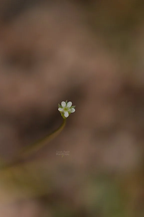 El Paso County Wildflower Project - Pygmy-flower Rock-jasmine
