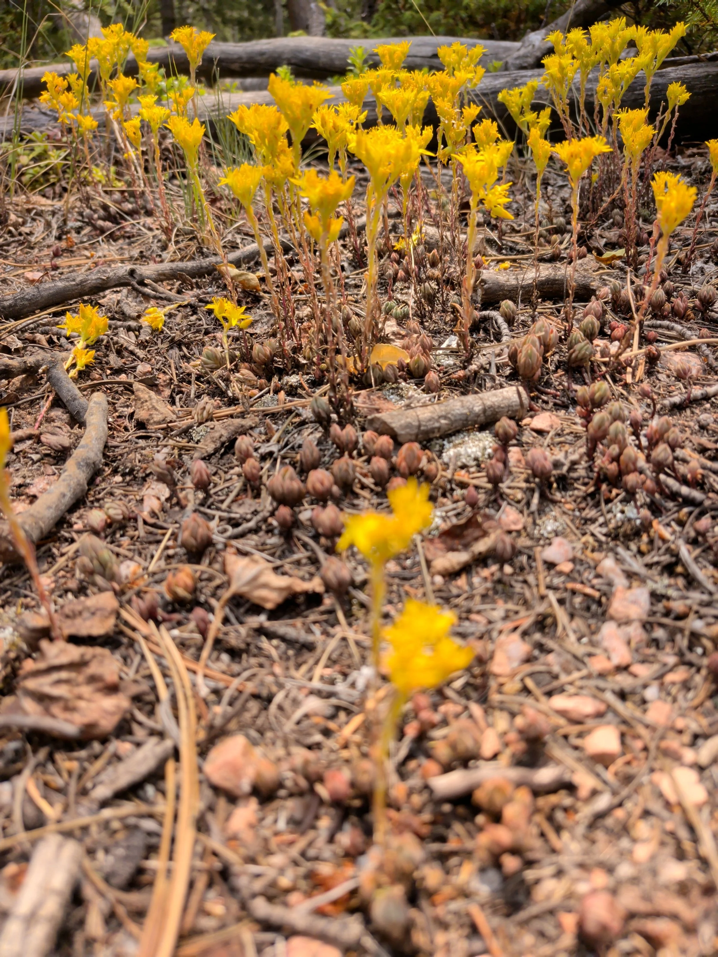 El Paso County Wildflower Project - Lanceleaf Stonecrop - Bob Falcone