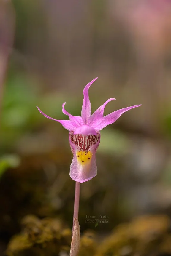 El Paso County Wildflower Project - Fairy Slipper Orchid