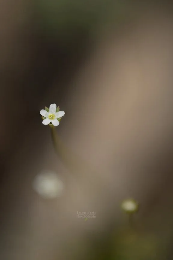 Pygmy-flower Rock-jasmine