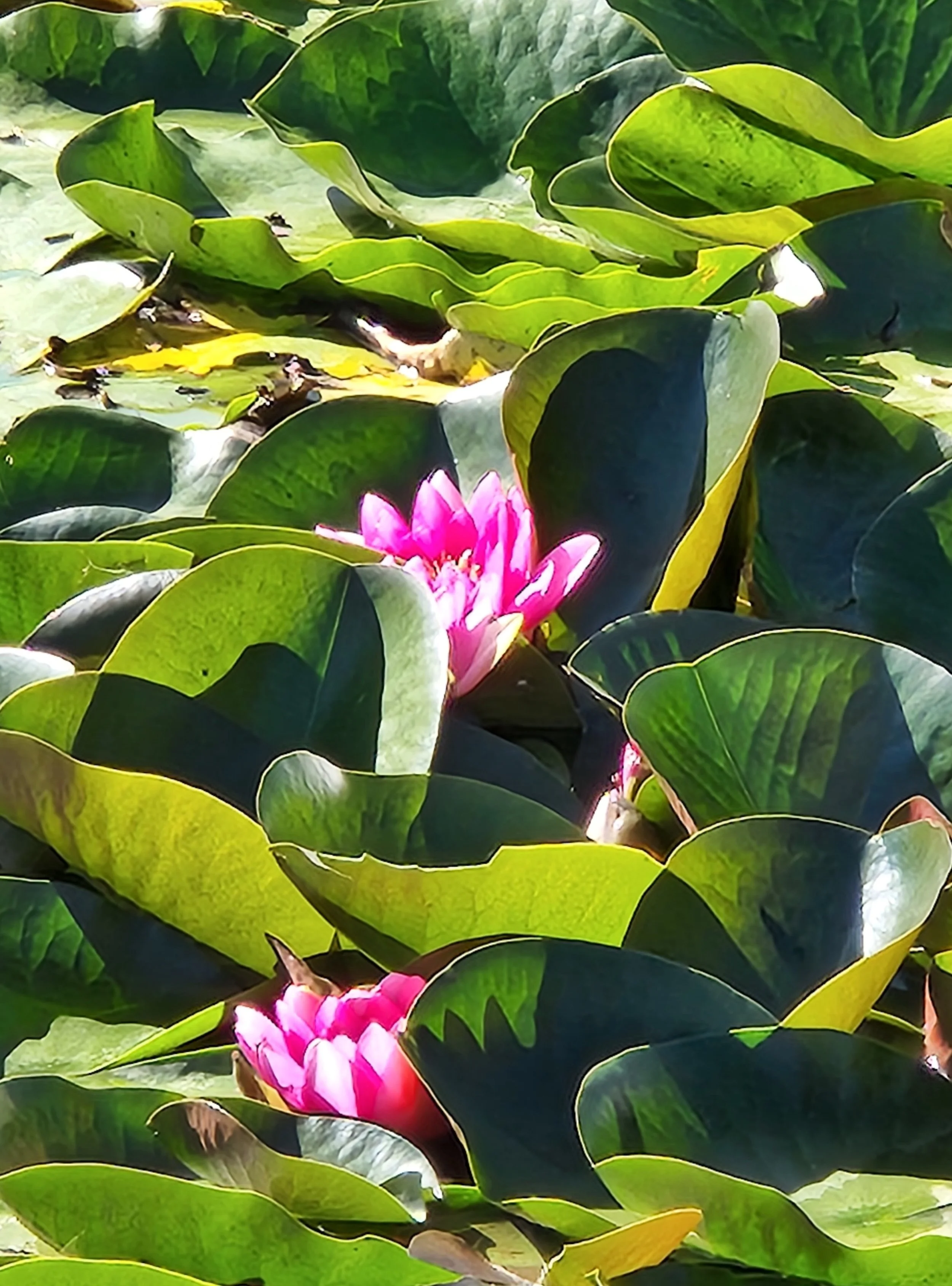 ALT TEXT - El Paso County Wildflower Project - Nymphaea 'Mayla'