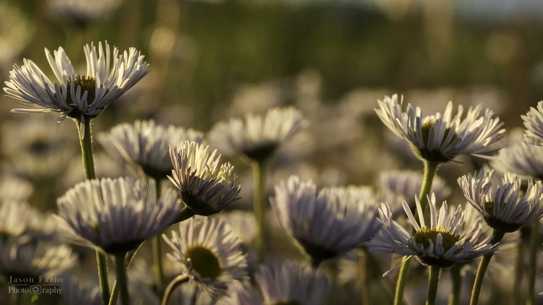 White Prairie Aster in evening sunlight