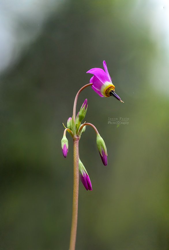 El Paso County Wildflower Project - Dark-throated Shooting Star