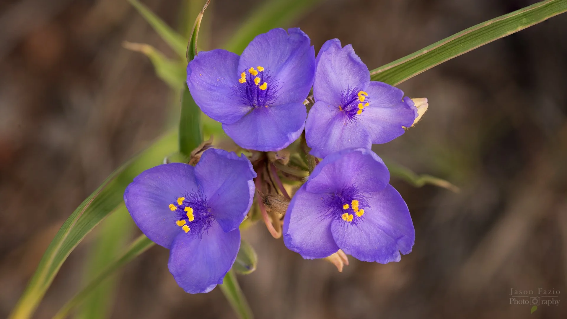 El Paso County Wildflower Project - Western Spiderwort