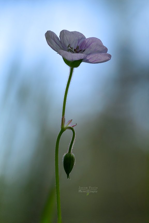 El Paso County Wildflower Project - Richardson's Geranium