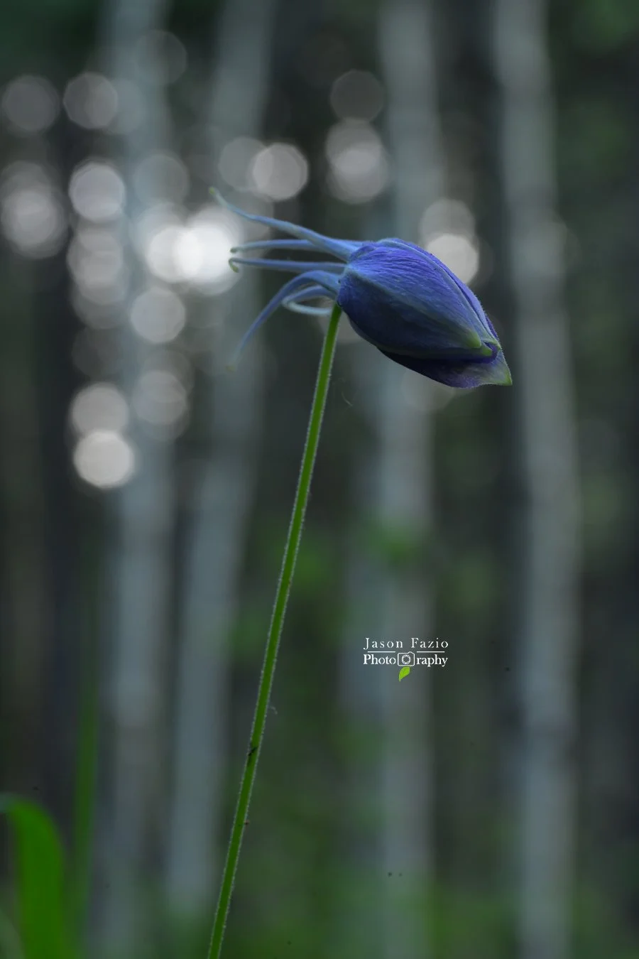 Blue Columbine flower bud photographed at f/16 with much of the flower in focus, reduced bokeh, and an Aspen woodland that is more clearly visible in the background.