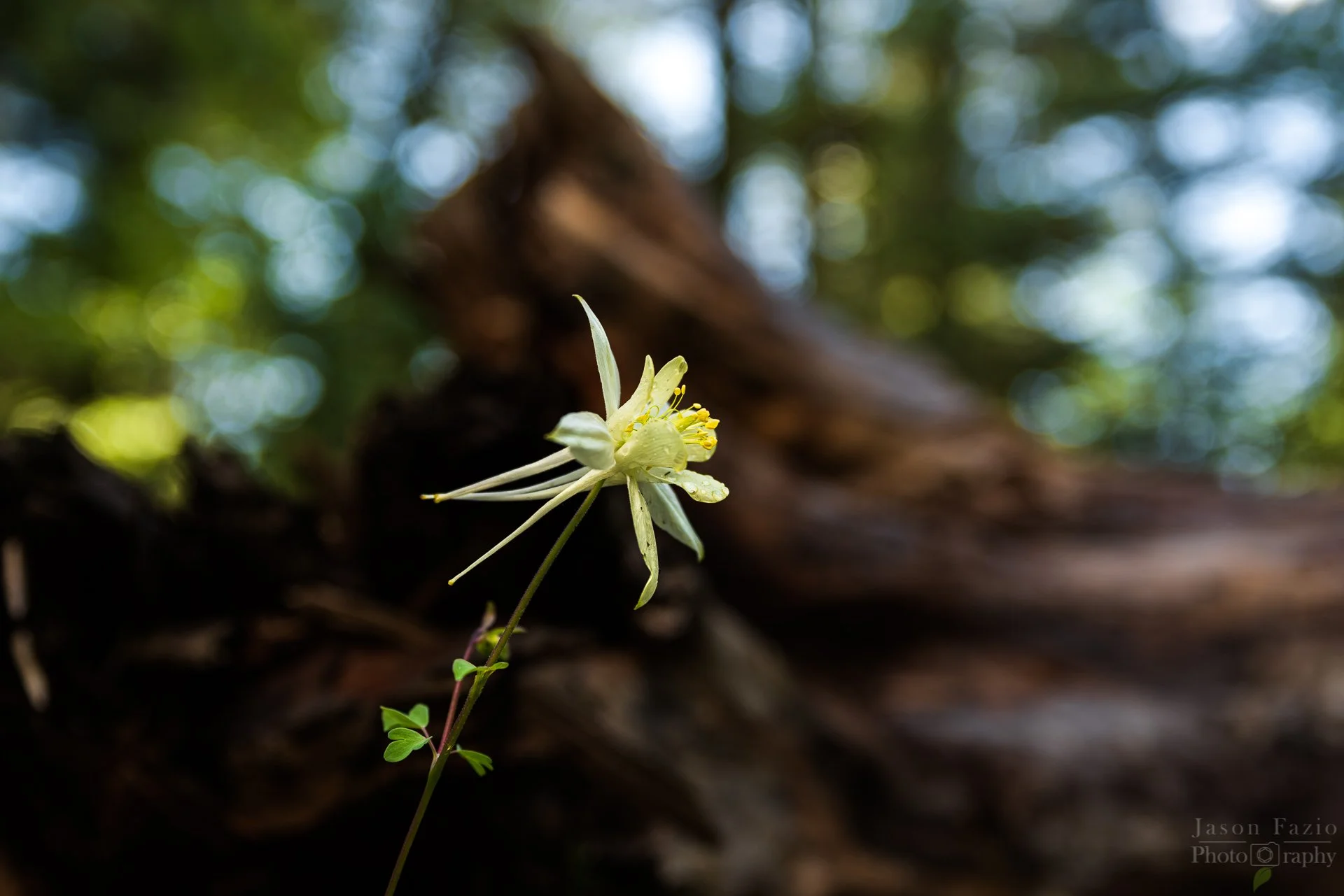 El Paso County Wildflower Project Yellow Columbine