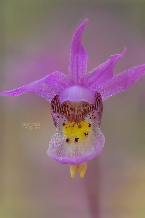 Orchid, Fairy Slipper