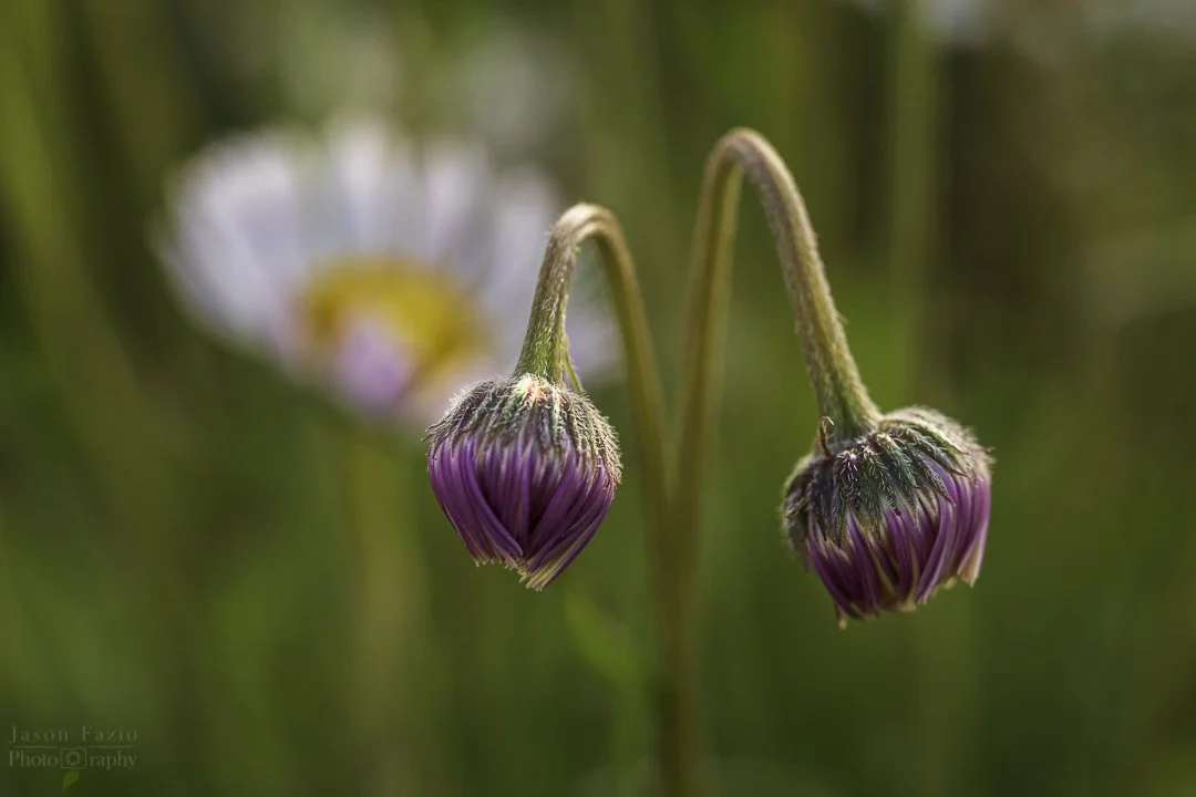 El Paso County Wildflower Project - White Prairie Aster