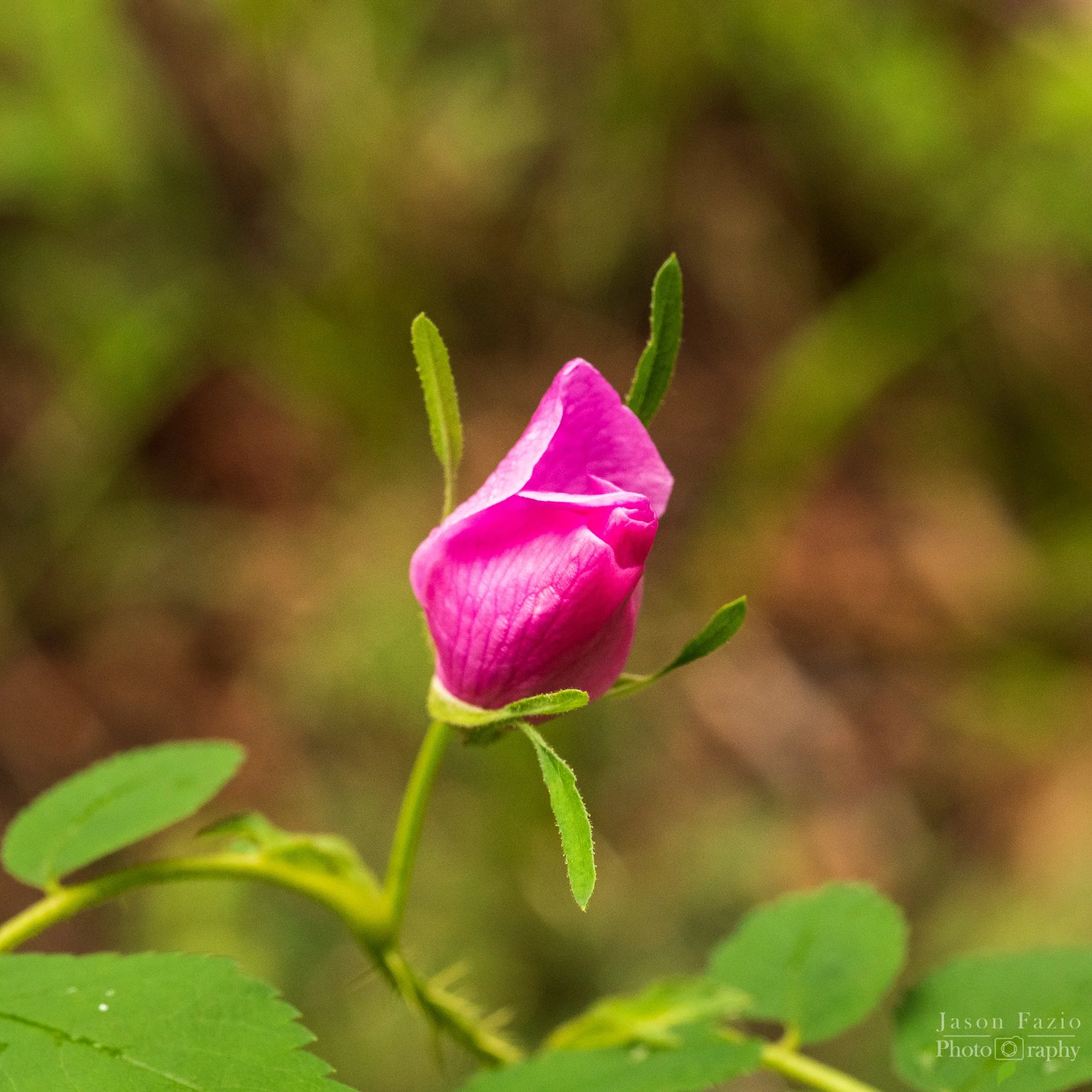 El Paso County Wildflower Project - Woods' Rose