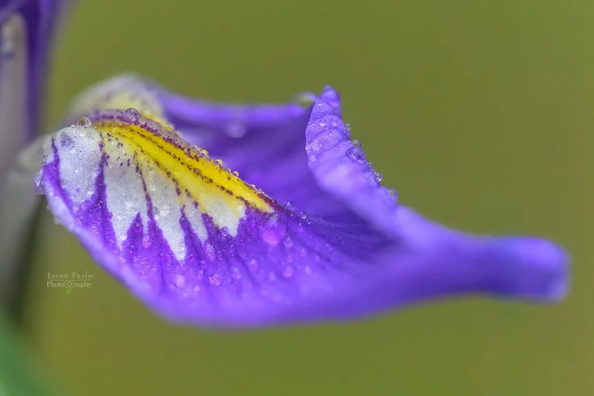 El Paso County Wildflower Project - Western Blue Flag Iris