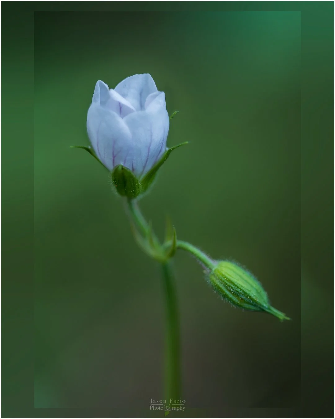El Paso County Wildflower Project - Richardson's Geranium