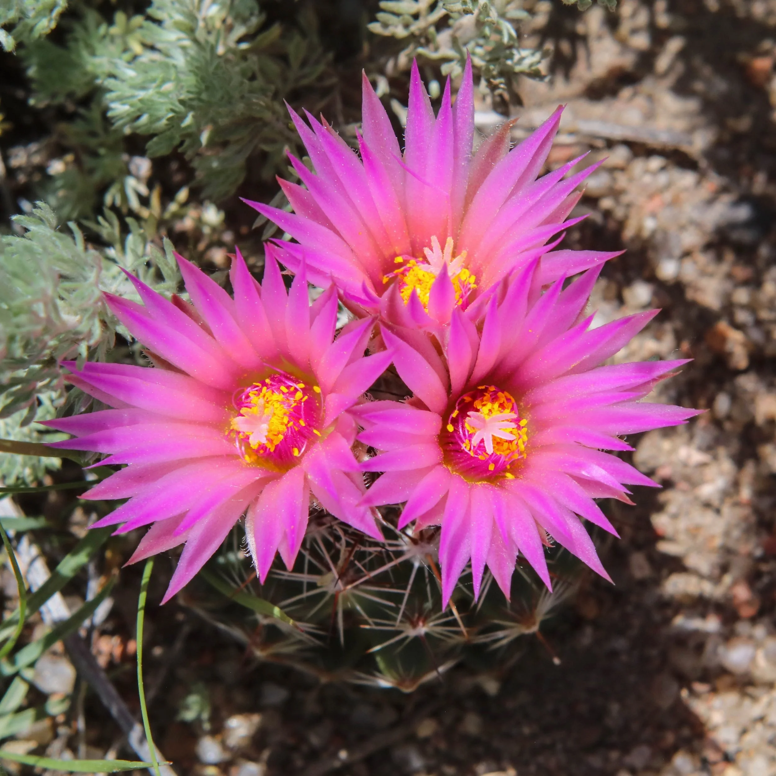 El Paso County Wildflower Project - Spinystar Cactus