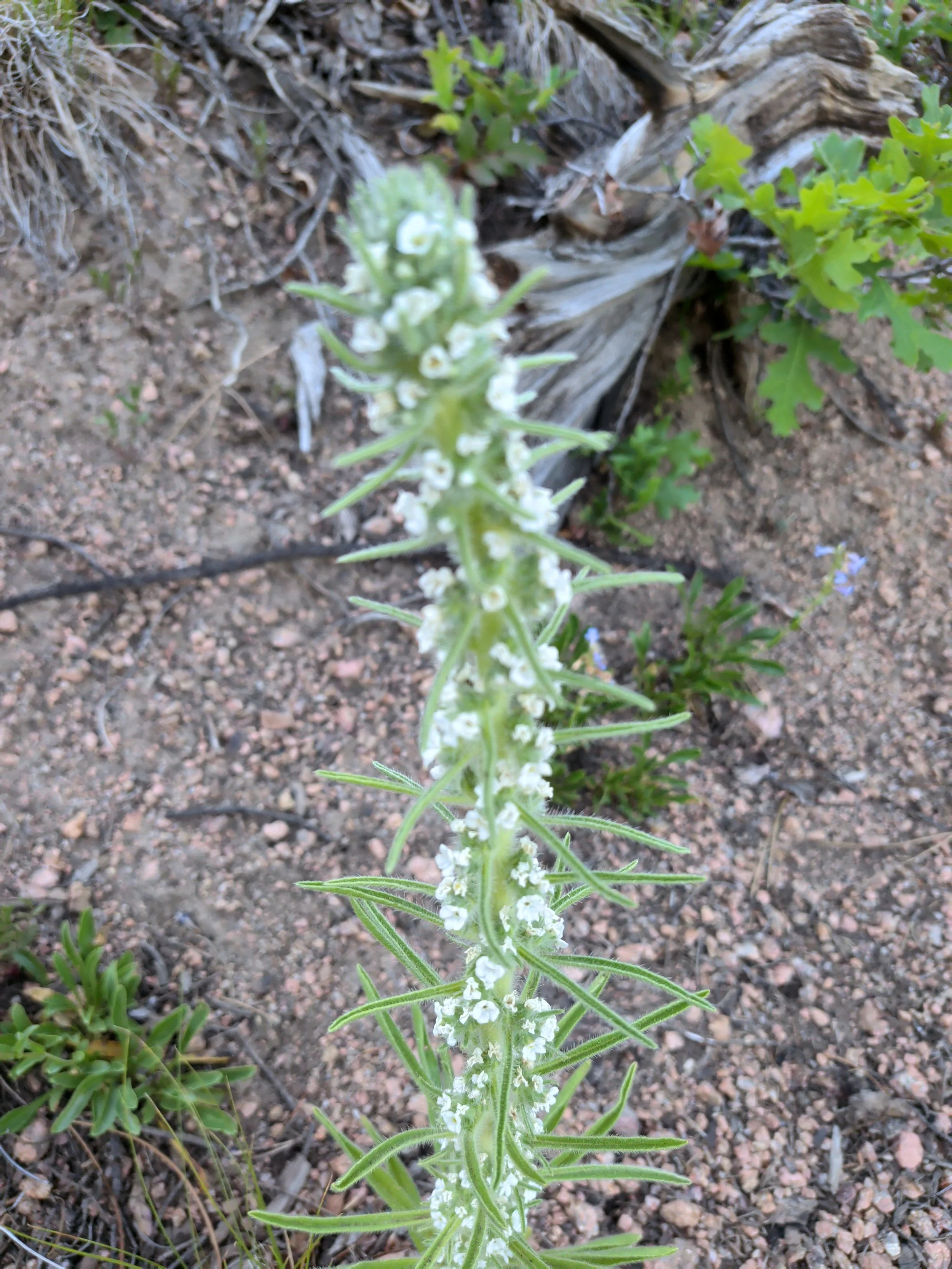 El Paso County Wildflower Project - Miner's Candle