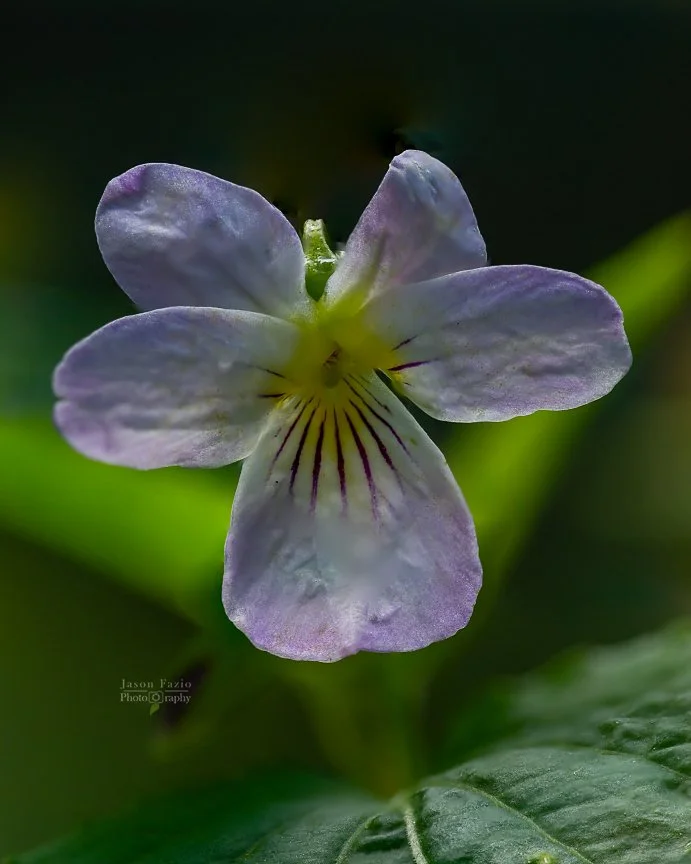 El Paso County Wildflower Project - Canada Violet - Jason Fazio