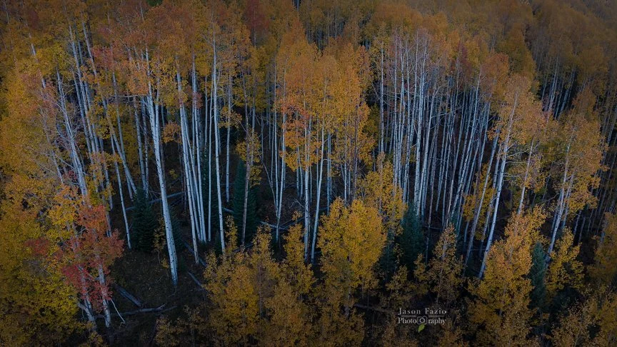 Aerial view of golden autumn aspen trees with white trunks rising above a dark forest floor along Kebler Pass near Crested Butte, Colorado.